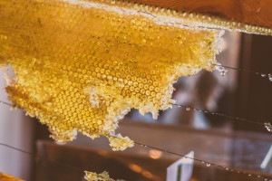 Na ratunek pszczołom - Kolacja Miodem Płynąca. Patronujemy charytatywnej akcji kulinarnej w Gdańsku