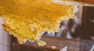 Na ratunek pszczołom - Kolacja Miodem Płynąca. Patronujemy charytatywnej akcji kulinarnej w Gdańsku