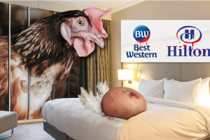Fundacja Alberta Schweitzera wzywa sieci hoteli Hilton i Best Western do rezygnacji z jaj klatkowych