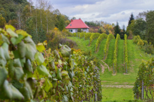 Turyści będą zwiedzać winnice w Małopolsce