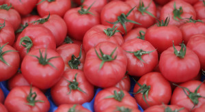 Kupując pomidory warto zwracać uwagę na ich pochodzenie. Polska jest pomidorowym mocarstwem