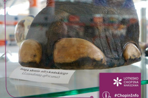 Lotnisko Chopina informuje czego nie przywozić z wakacji. Ujawnia najciekawsze nielegalne 