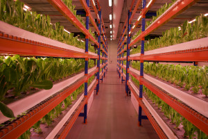 Emirates Flight Catering otworzyło wertykalną farmę w Dubaju. Produkuje 3000 kg roślin dziennie
